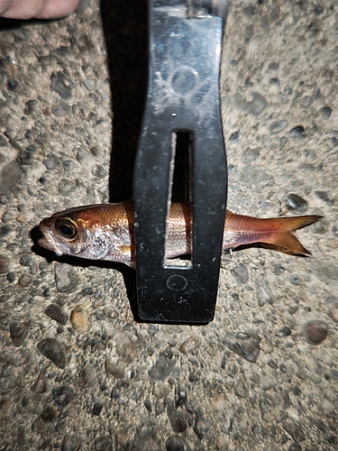 クロムツの釣果