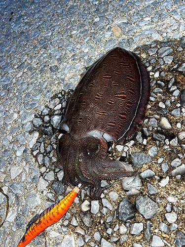 モンゴウイカの釣果