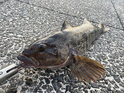 アイナメの釣果