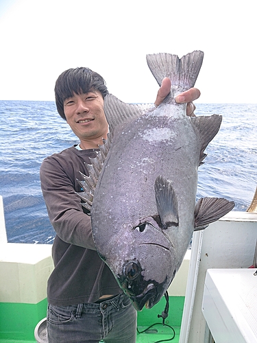 イシダイの釣果