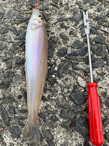 キスの釣果