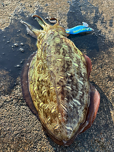 モンゴウイカの釣果