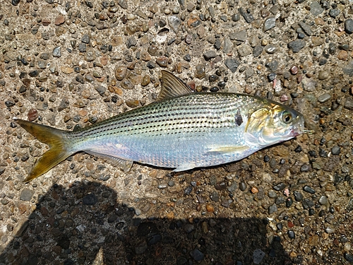 コノシロの釣果