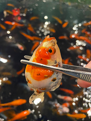 キンギョの釣果