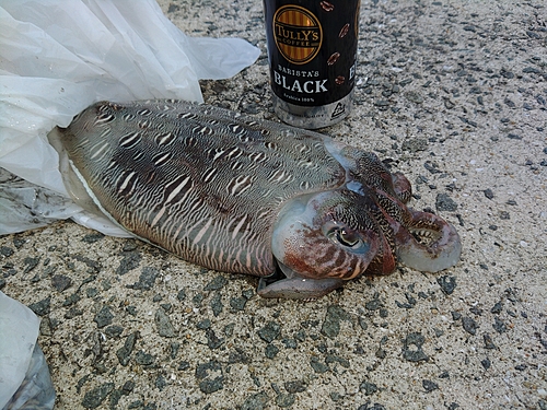 モンゴウイカの釣果