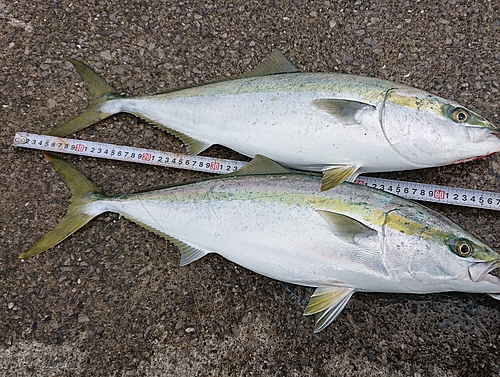 メジロの釣果