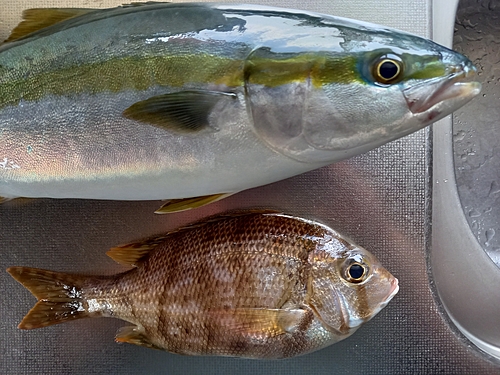 メイチダイの釣果