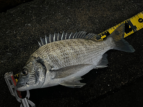 ミナミクロダイの釣果