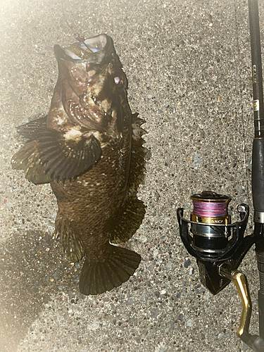 ベッコウゾイの釣果