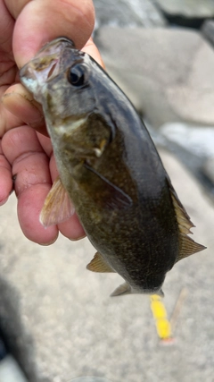 スモールマウスバスの釣果