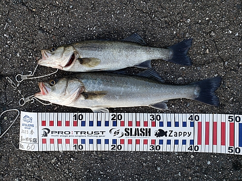 フッコ（マルスズキ）の釣果