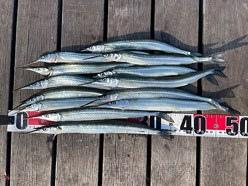 サヨリの釣果