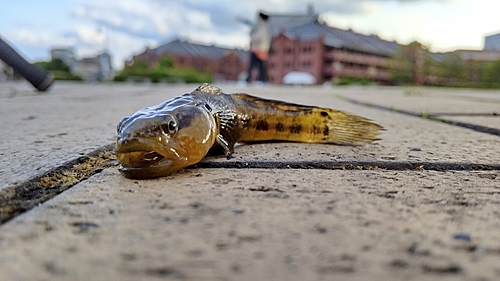 シマハゼの釣果