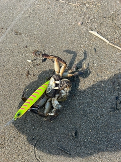 モクズガニの釣果