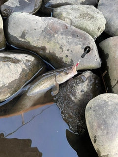 ウグイの釣果