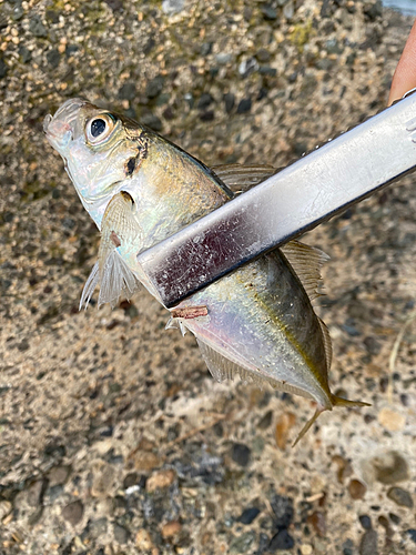 マアジの釣果