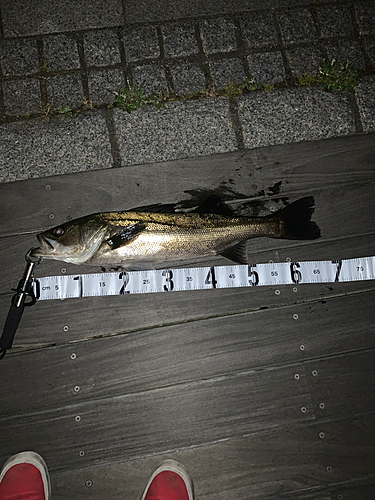 シーバスの釣果