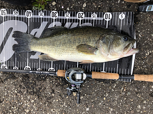 ブラックバスの釣果