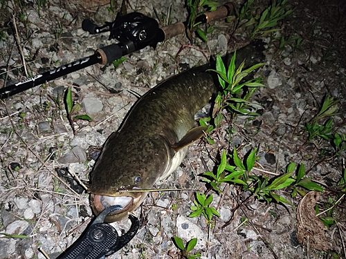 ナマズの釣果