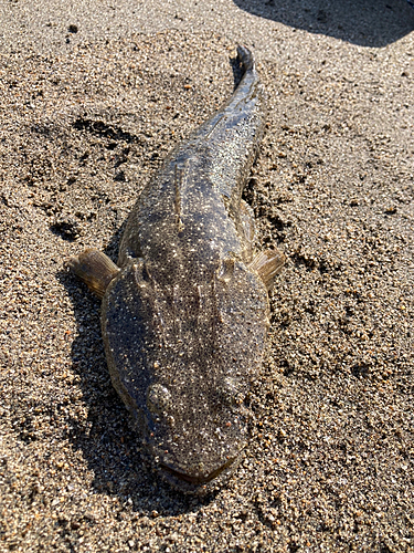 マゴチの釣果