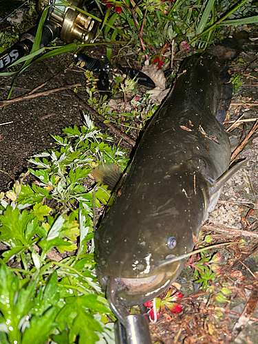 ナマズの釣果