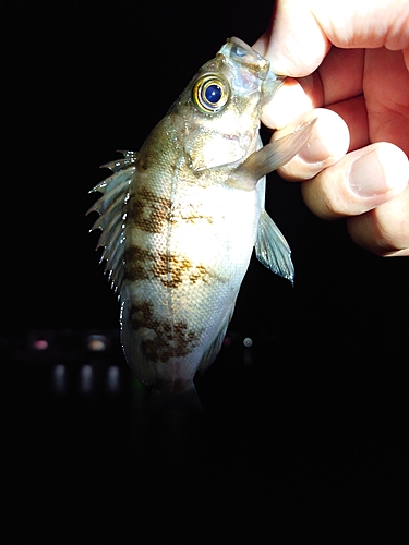 シロメバルの釣果