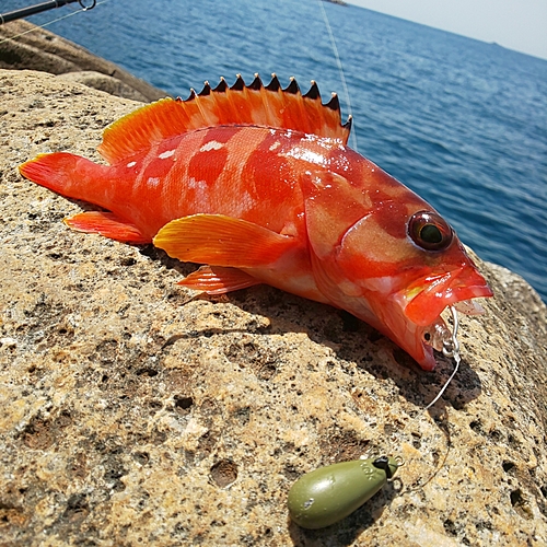 アカハタの釣果