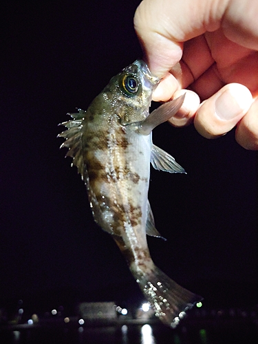 シロメバルの釣果