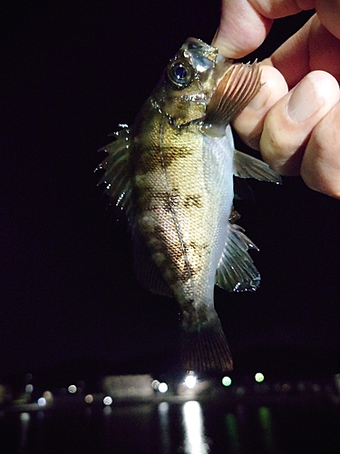 シロメバルの釣果