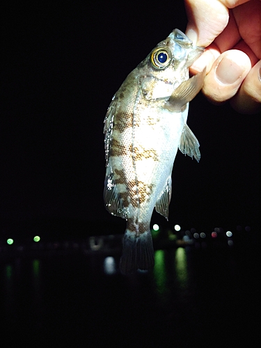 シロメバルの釣果