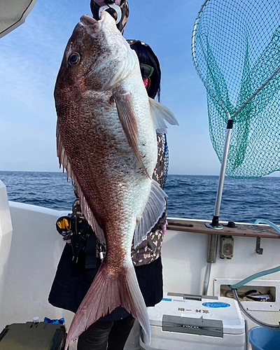 マダイの釣果