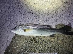 セイゴ（ヒラスズキ）の釣果