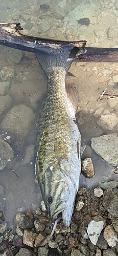 スモールマウスバスの釣果