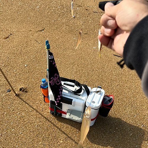 キスの釣果