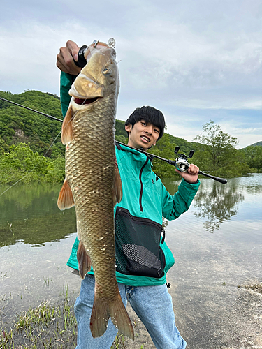 ニゴイの釣果