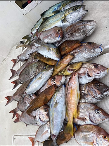 レンコダイの釣果