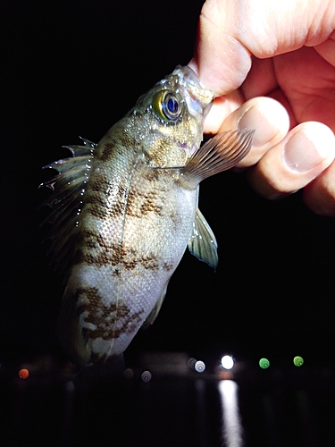 シロメバルの釣果