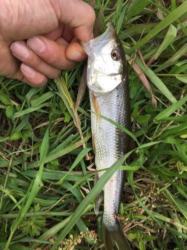 ハスの釣果