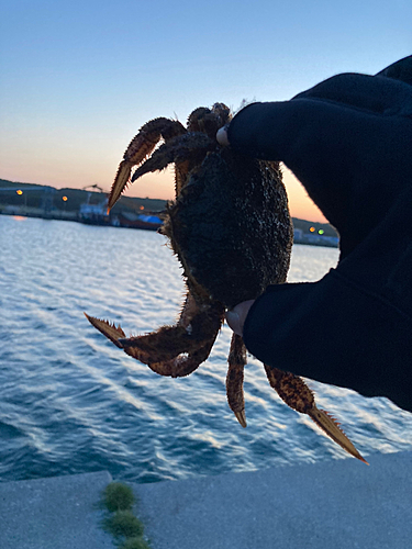 アナゴの釣果