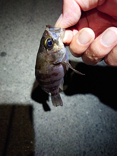 シロメバルの釣果