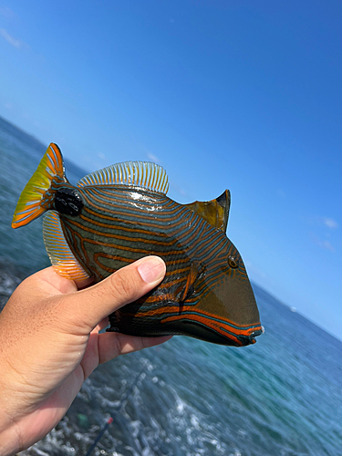 メッキの釣果