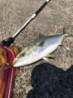 メジロの釣果