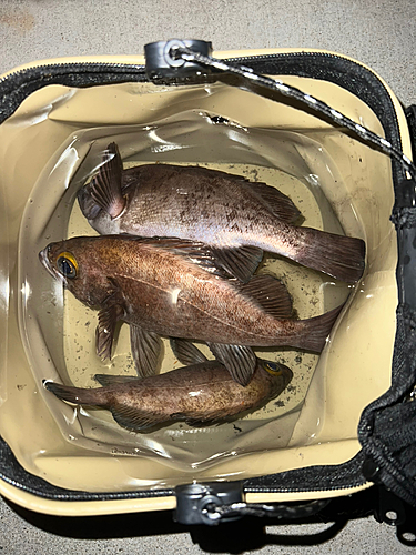 シロメバルの釣果