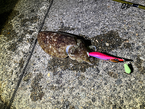 コウイカの釣果