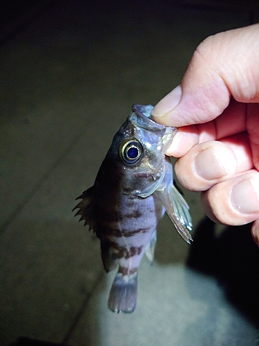 シロメバルの釣果