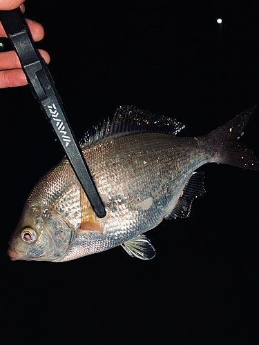 タナゴの釣果