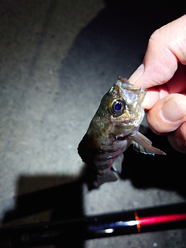 シロメバルの釣果