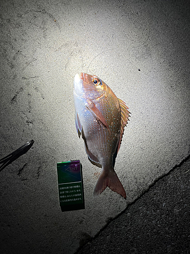 マダイの釣果