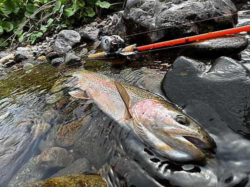 ニジマスの釣果