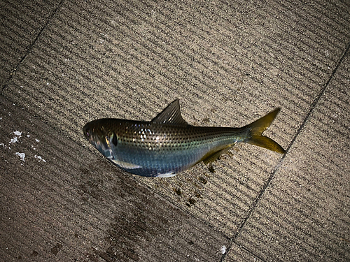 コノシロの釣果